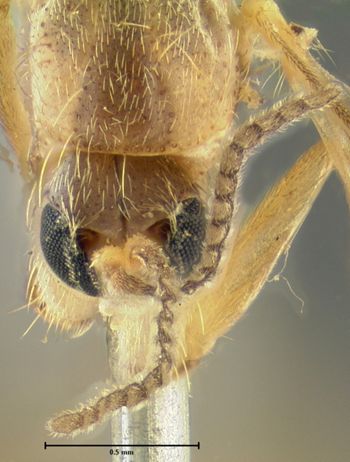 Media type: image;   Entomology 1203 Aspect: head frontal view